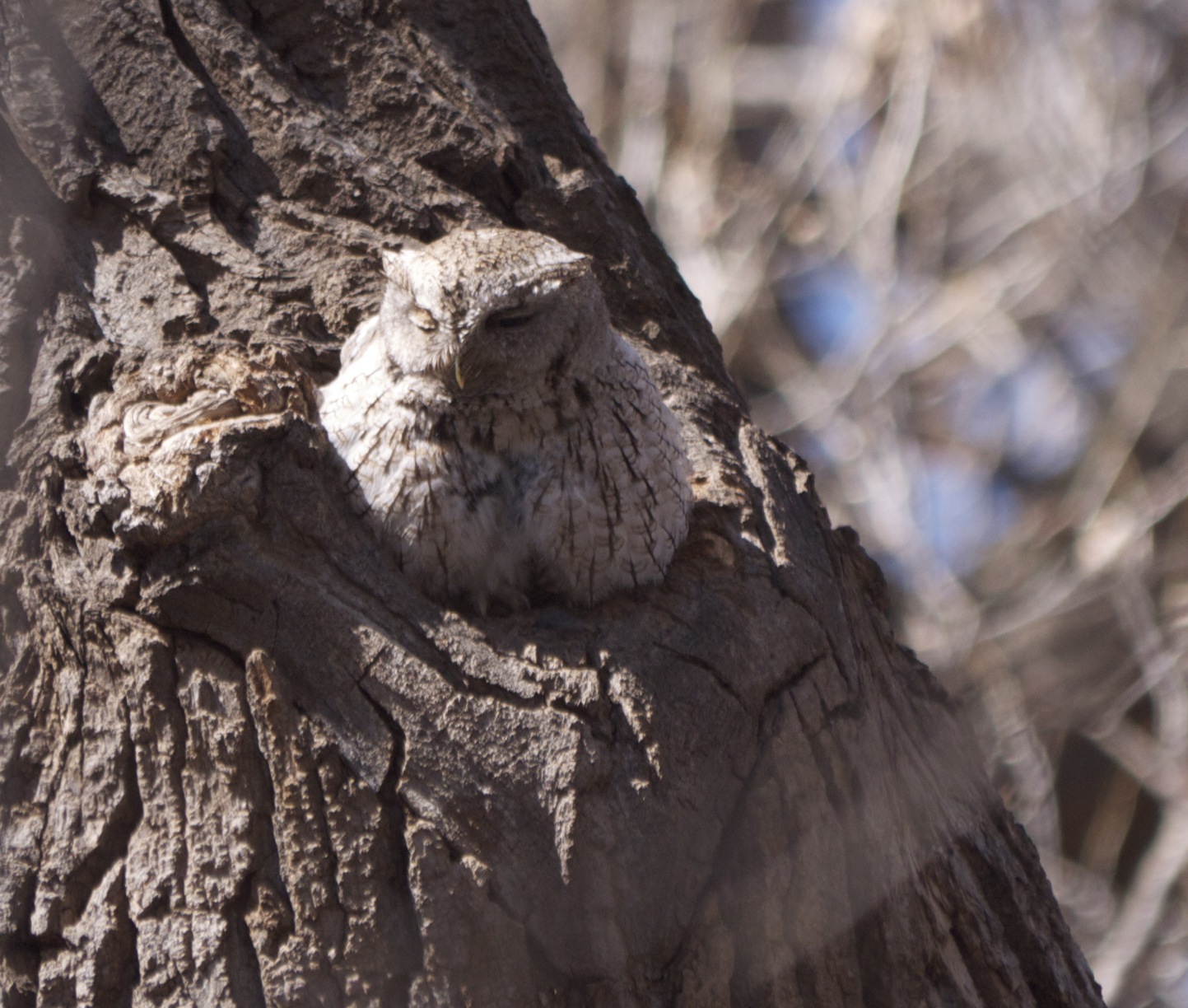 Eastern Screech-Owl
