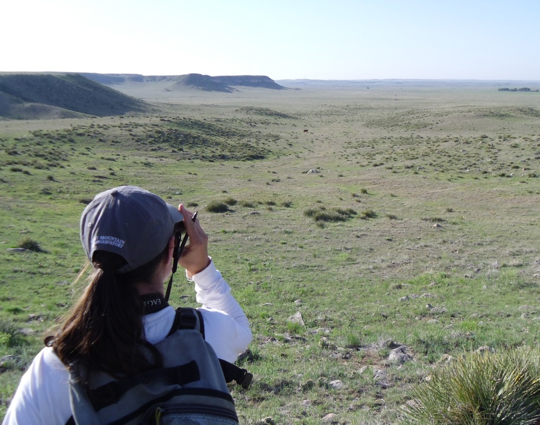 Surveying Birds