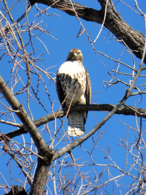 Red-tailed Hawk by Lynn Willcockson