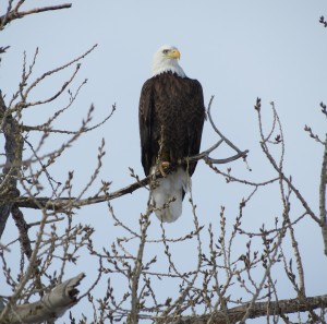 Bald Eagle