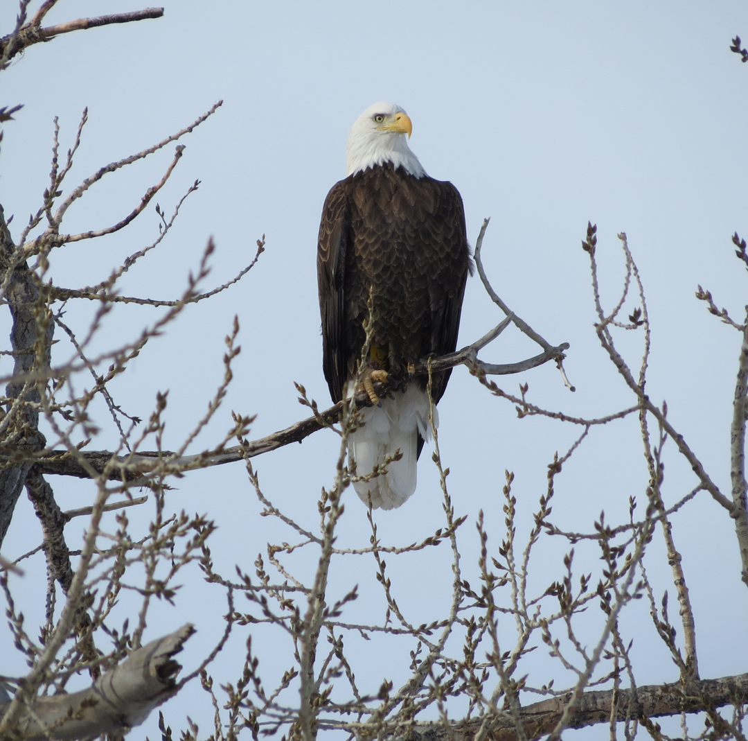 Bald Eagle