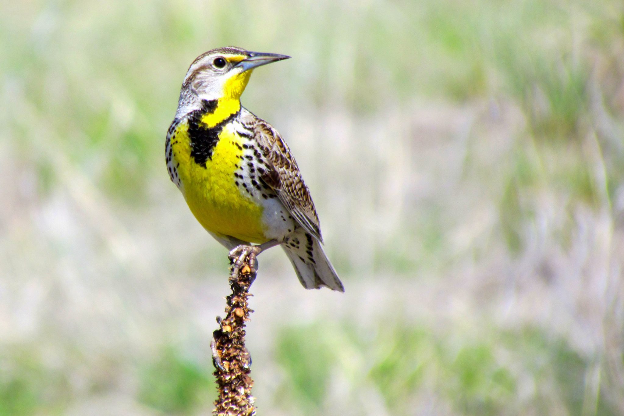 Western Meadowlark (male). Photo by Deanna Beutler