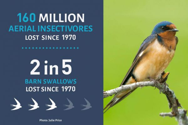 Barn Swallow