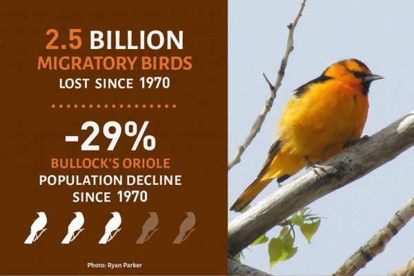 Bullock's Oriole