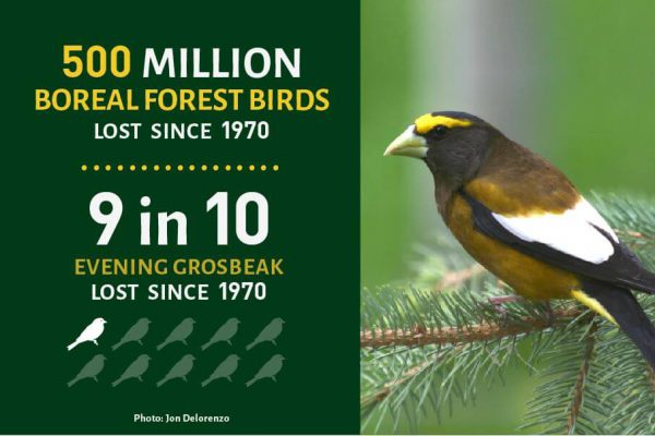 Evening Grosbeak
