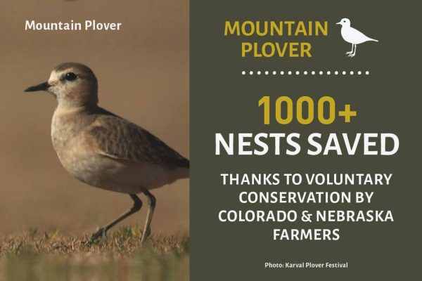Plover Success