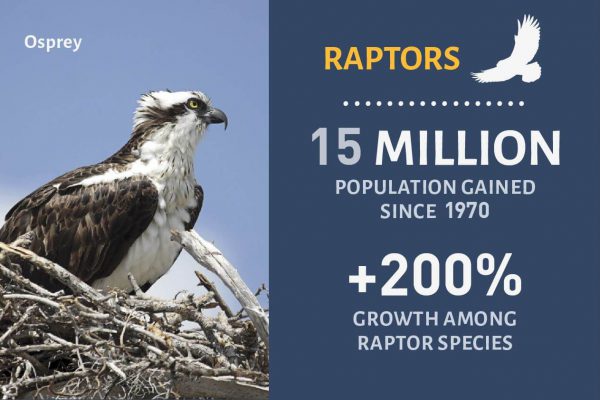 Raptor Success