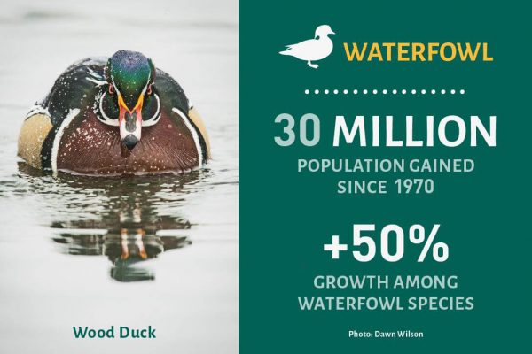 Waterfowl