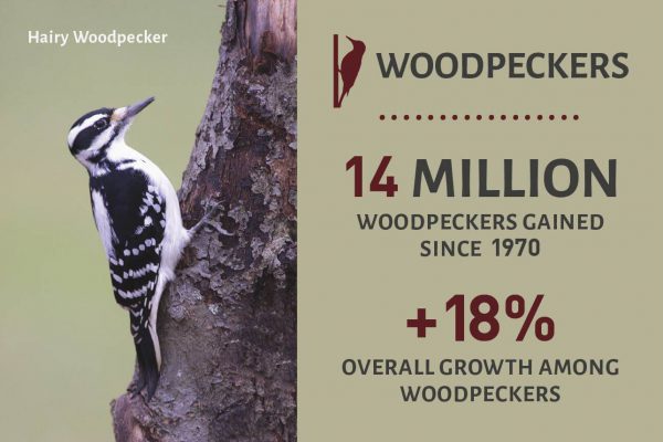 Woodpeckers Success