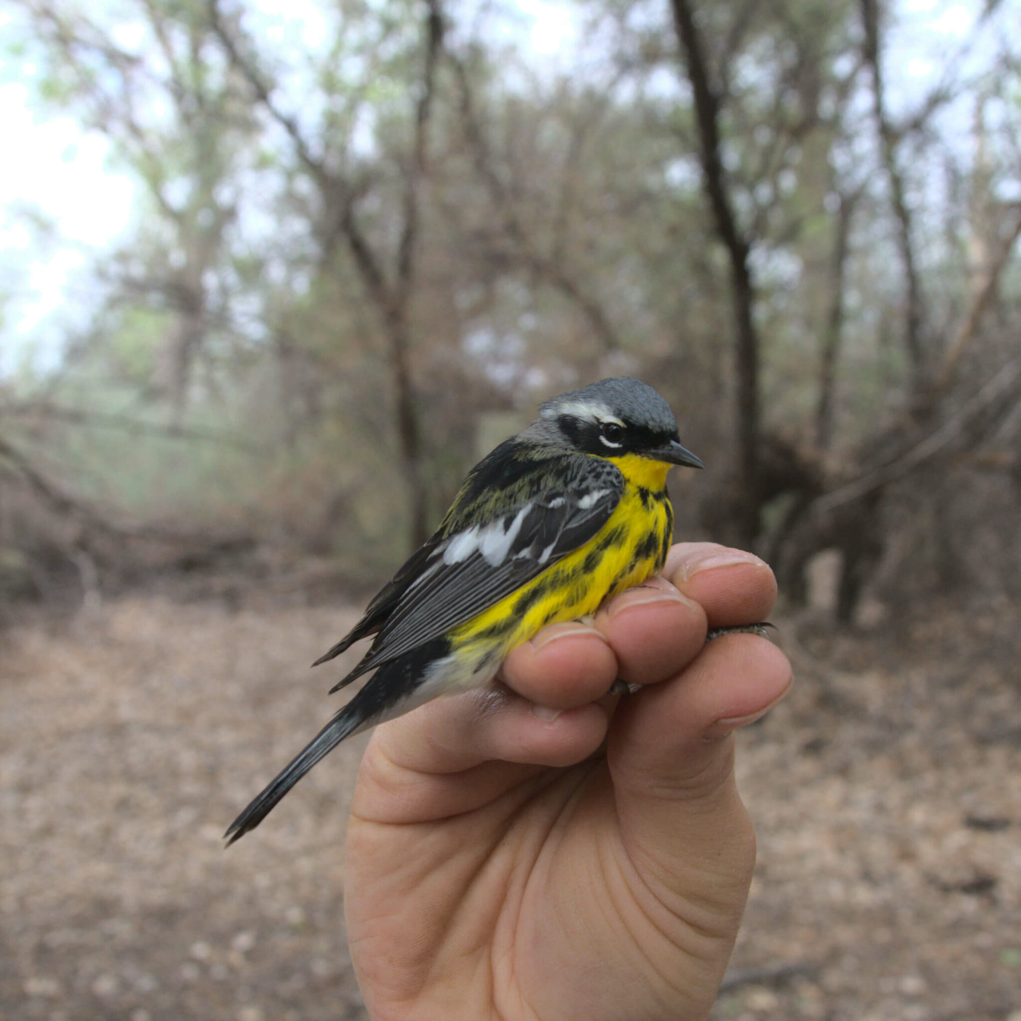A bird being banded